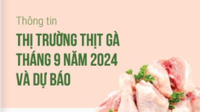 Thông tin thị trường thịt gà tháng 9 năm 2024 và dự báo