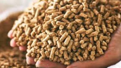 Thông tin thị trường thức ăn chăn nuôi tháng 6 năm 2025 và dự báo