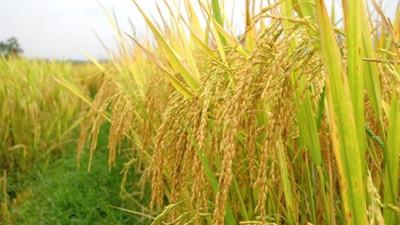 Thị trường lúa gạo thế giới và Việt Nam tháng 1/2025: phân tích và dự báo