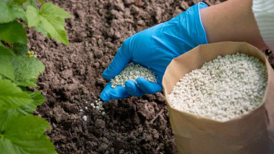 Thông tin thị trường phân bón 2 tháng đầu năm 2025 và dự báo