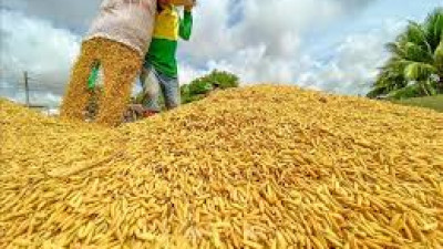 THỊ TRƯỜNG LÚA GẠO THẾ GIỚI VÀ VIỆT NAM  THÁNG 4/2025: PHÂN TÍCH VÀ DỰ BÁO 