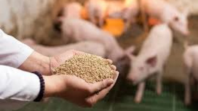Thông tin thị trường thức ăn chăn nuôi tháng 3 năm 2025 và dự báo