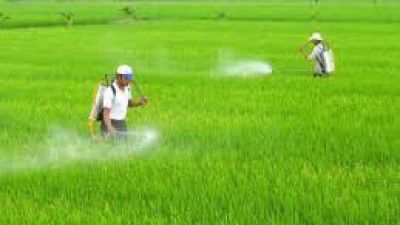 Thông tin thị trường thuốc trừ sâu và nguyên liệu tháng 3 năm 2025 và dự báo
