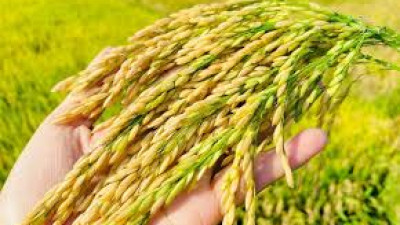 THỊ TRƯỜNG LÚA GẠO THẾ GIỚI VÀ VIỆT NAM THÁNG 6/2025: PHÂN TÍCH VÀ DỰ BÁO