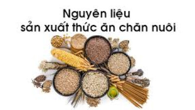 Thông tin thị trường thức ăn chăn nuôi thế giới và những tác động tới thị trường Việt Nam tháng 6/2025: Phân tích và dự báo