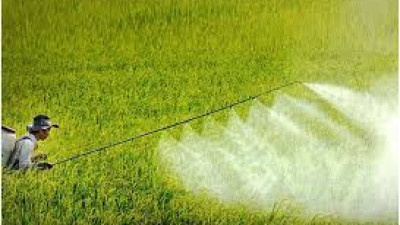 Thông tin thị trường thuốc trừ sâu tháng 6 năm 2025 và dự báo