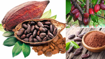 Quy định mới của EU về phòng chống phá rừng: Cơ hội cho nông sản Việt tiến sâu vào thị trường EU