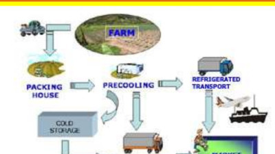 Chuyên gia Nhật Bản: nhu cầu vận chuyển cho chuỗi cung ứng lạnh ở Việt Nam sẽ tăng mạnh
