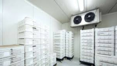 Logistics trong lĩnh vực thực phẩm đông lạnh: Thực trạng và giải pháp
